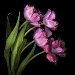 Purple Dendrobium Orchids-Magda Indigo-Photographic Print