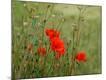 Premium Photographic Print