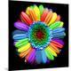 Premium Photographic Print