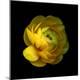 Premium Photographic Print