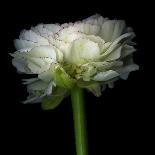 Ranunculus White-Magda Indigo-Photographic Print