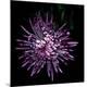 Premium Photographic Print