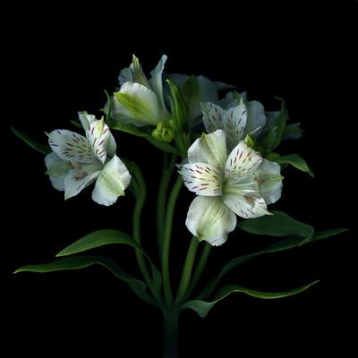White Alstroemeria Premium Photographic Print - Magda Indigo | Art.com