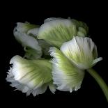 White And Green Parrot Tulip-Magda Indigo-Photographic Print