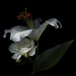 White Callas-Magda Indigo-Photographic Print