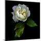 Premium Photographic Print