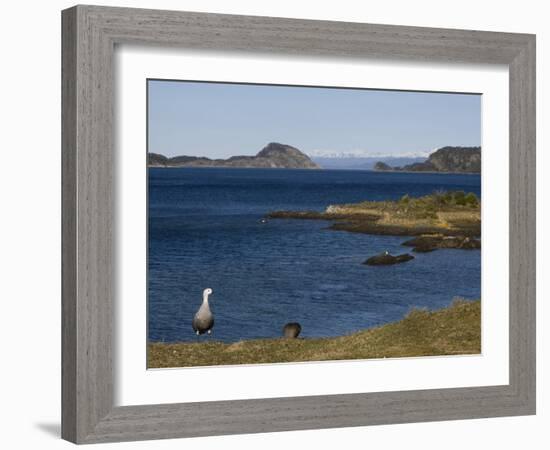 Magellan Goose (Chloephaga Picta), Ushuaia, Tierra Del Fuego, Argentina, South America-Thorsten Milse-Framed Photographic Print