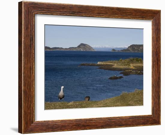 Magellan Goose (Chloephaga Picta), Ushuaia, Tierra Del Fuego, Argentina, South America-Thorsten Milse-Framed Photographic Print