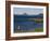 Magellan Goose (Chloephaga Picta), Ushuaia, Tierra Del Fuego, Argentina, South America-Thorsten Milse-Framed Photographic Print