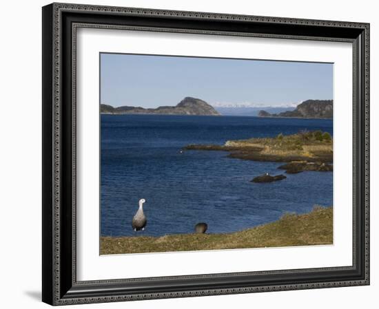 Magellan Goose (Chloephaga Picta), Ushuaia, Tierra Del Fuego, Argentina, South America-Thorsten Milse-Framed Photographic Print