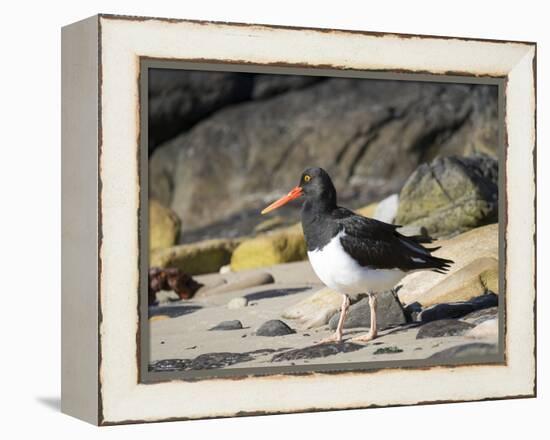 Magellanic Oystercatcher (Haematopus leucopodus), Falkland Islands, Carcass Island-Martin Zwick-Framed Premier Image Canvas