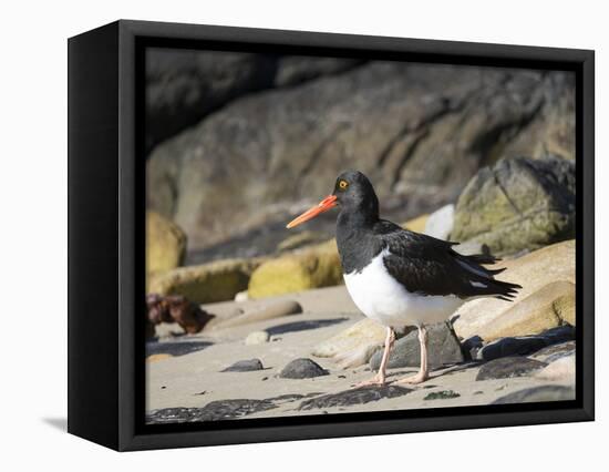 Magellanic Oystercatcher (Haematopus leucopodus), Falkland Islands, Carcass Island-Martin Zwick-Framed Premier Image Canvas