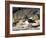 Magellanic Oystercatcher (Haematopus leucopodus), Falkland Islands, Carcass Island-Martin Zwick-Framed Photographic Print