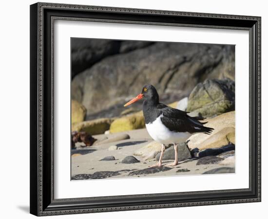 Magellanic Oystercatcher (Haematopus leucopodus), Falkland Islands, Carcass Island-Martin Zwick-Framed Photographic Print