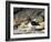 Magellanic Oystercatcher (Haematopus leucopodus), Falkland Islands, Carcass Island-Martin Zwick-Framed Photographic Print