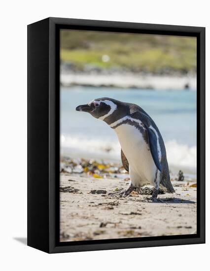 Magellanic Penguin at beach, Falkland Islands-Martin Zwick-Framed Premier Image Canvas