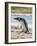 Magellanic Penguin at beach, Falkland Islands-Martin Zwick-Framed Photographic Print