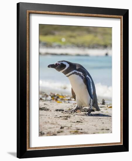 Magellanic Penguin at beach, Falkland Islands-Martin Zwick-Framed Photographic Print