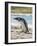 Magellanic Penguin at beach, Falkland Islands-Martin Zwick-Framed Photographic Print