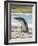 Magellanic Penguin at beach, Falkland Islands-Martin Zwick-Framed Photographic Print