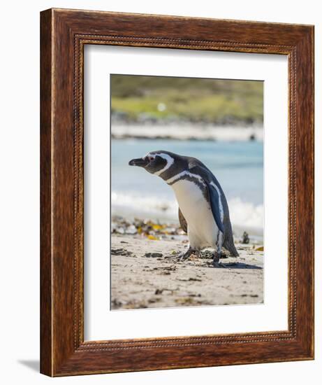 Magellanic Penguin at beach, Falkland Islands-Martin Zwick-Framed Photographic Print