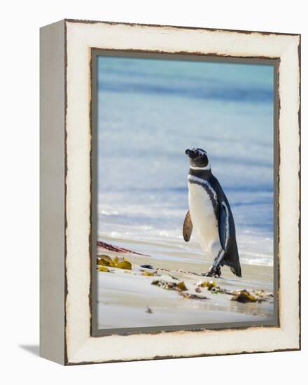 Magellanic Penguin at beach, Falkland Islands-Martin Zwick-Framed Premier Image Canvas