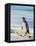 Magellanic Penguin at beach, Falkland Islands-Martin Zwick-Framed Premier Image Canvas