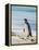 Magellanic Penguin at beach, Falkland Islands-Martin Zwick-Framed Premier Image Canvas