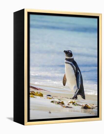 Magellanic Penguin at beach, Falkland Islands-Martin Zwick-Framed Premier Image Canvas