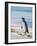 Magellanic Penguin at beach, Falkland Islands-Martin Zwick-Framed Photographic Print