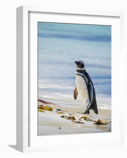 Magellanic Penguin at beach, Falkland Islands-Martin Zwick-Framed Photographic Print