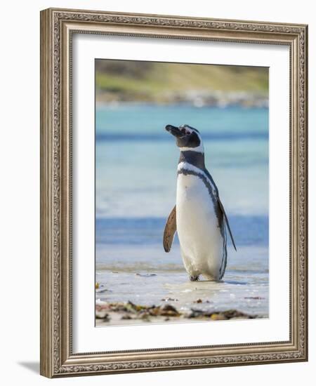 Magellanic Penguin at beach, Falkland Islands-Martin Zwick-Framed Photographic Print