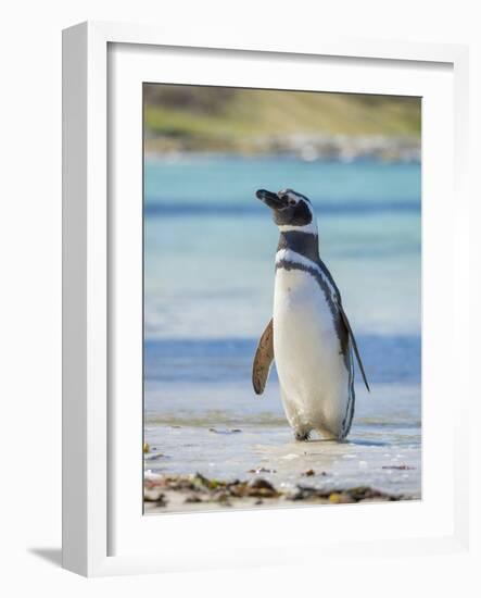 Magellanic Penguin at beach, Falkland Islands-Martin Zwick-Framed Photographic Print