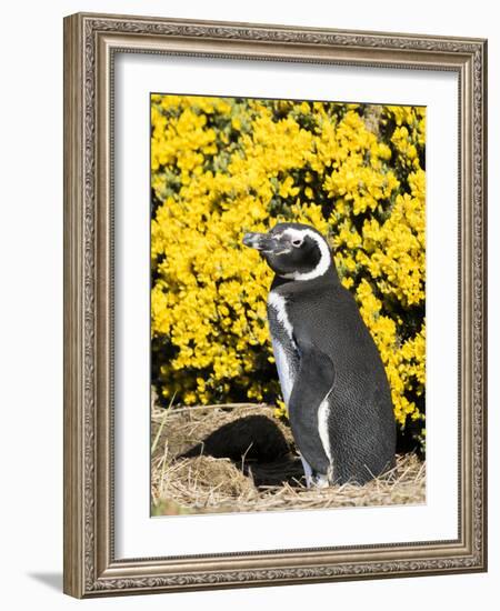 Magellanic Penguin at burrow in front of yellow flowering gorse, Falkland Islands-Martin Zwick-Framed Photographic Print