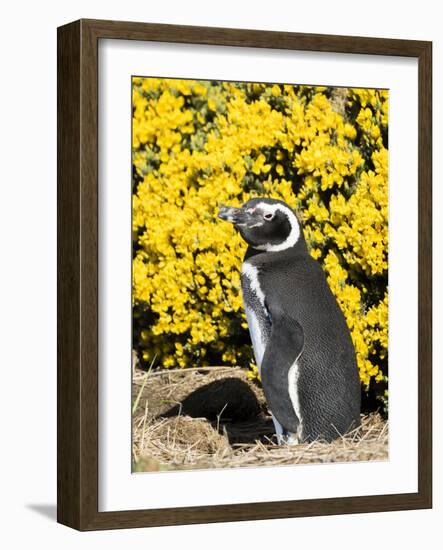 Magellanic Penguin at burrow in front of yellow flowering gorse, Falkland Islands-Martin Zwick-Framed Photographic Print