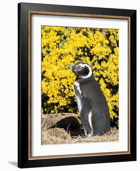 Magellanic Penguin at burrow in front of yellow flowering gorse, Falkland Islands-Martin Zwick-Framed Photographic Print