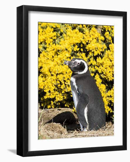 Magellanic Penguin at burrow in front of yellow flowering gorse, Falkland Islands-Martin Zwick-Framed Photographic Print