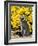 Magellanic Penguin at burrow in front of yellow flowering gorse, Falkland Islands-Martin Zwick-Framed Photographic Print