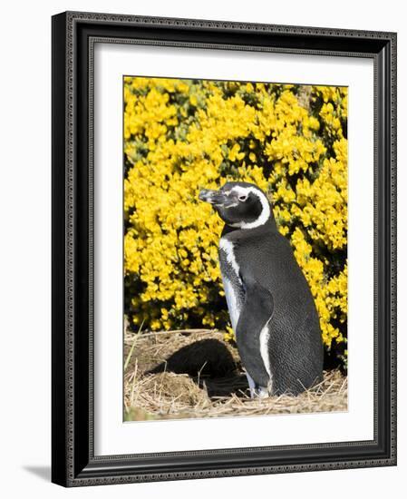 Magellanic Penguin at burrow in front of yellow flowering gorse, Falkland Islands-Martin Zwick-Framed Photographic Print