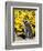 Magellanic Penguin at burrow in front of yellow flowering gorse, Falkland Islands-Martin Zwick-Framed Photographic Print