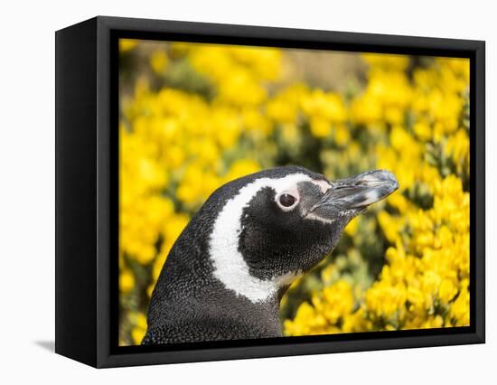 Magellanic Penguin at burrow in front of yellow flowering gorse, Falkland Islands-Martin Zwick-Framed Premier Image Canvas