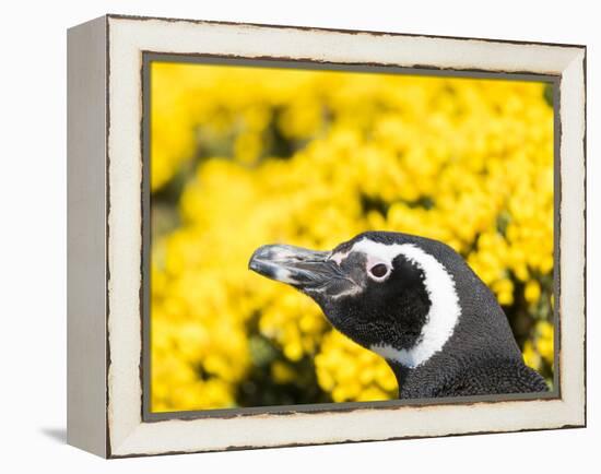 Magellanic Penguin at burrow in front of yellow flowering gorse, Falkland Islands-Martin Zwick-Framed Premier Image Canvas