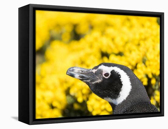 Magellanic Penguin at burrow in front of yellow flowering gorse, Falkland Islands-Martin Zwick-Framed Premier Image Canvas