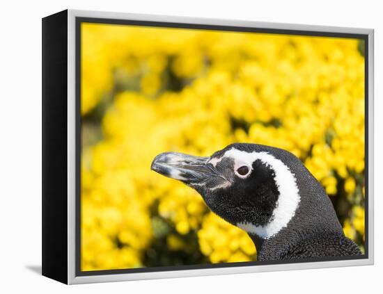 Magellanic Penguin at burrow in front of yellow flowering gorse, Falkland Islands-Martin Zwick-Framed Premier Image Canvas