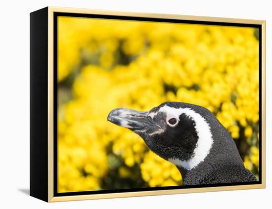 Magellanic Penguin at burrow in front of yellow flowering gorse, Falkland Islands-Martin Zwick-Framed Premier Image Canvas