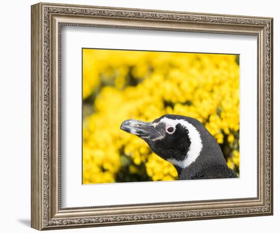 Magellanic Penguin at burrow in front of yellow flowering gorse, Falkland Islands-Martin Zwick-Framed Photographic Print