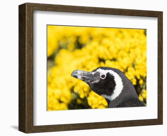 Magellanic Penguin at burrow in front of yellow flowering gorse, Falkland Islands-Martin Zwick-Framed Photographic Print