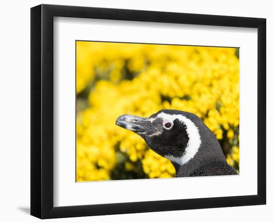 Magellanic Penguin at burrow in front of yellow flowering gorse, Falkland Islands-Martin Zwick-Framed Photographic Print