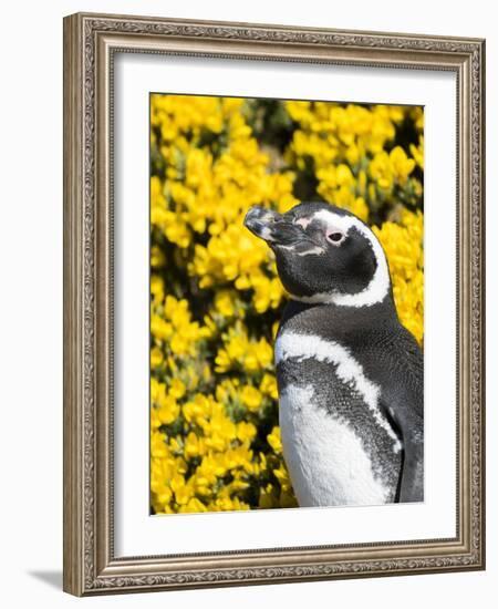 Magellanic Penguin at burrow in front of yellow flowering gorse, Falkland Islands-Martin Zwick-Framed Photographic Print