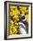 Magellanic Penguin at burrow in front of yellow flowering gorse, Falkland Islands-Martin Zwick-Framed Photographic Print